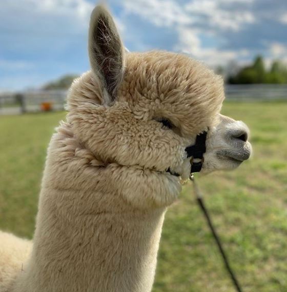 Alpacas For Sale