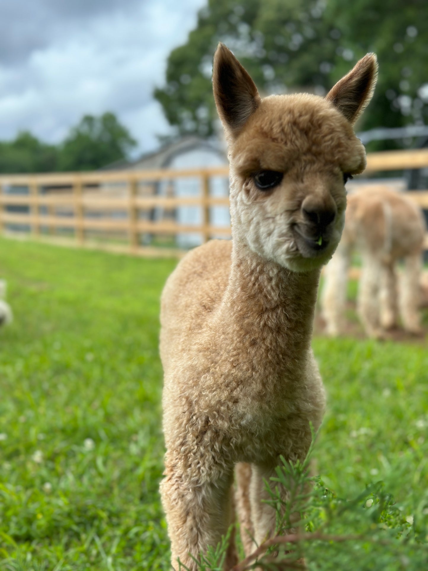 Alpaca Sponsorships