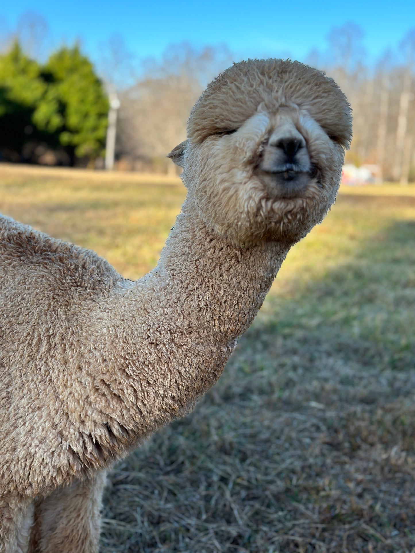 Alpaca Sponsorships