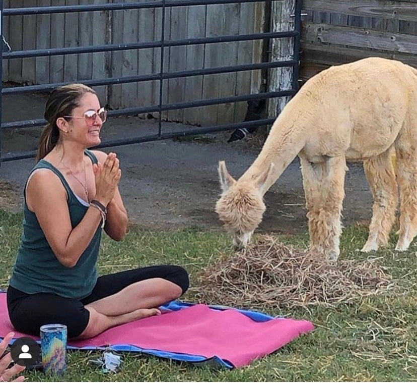 Alpaca Yoga at GKR