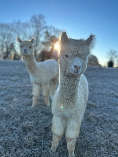 Alpaca Sponsorships